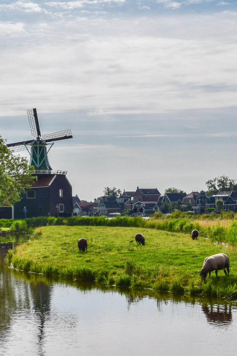 Excursión a molinos de viento en Amsterdam