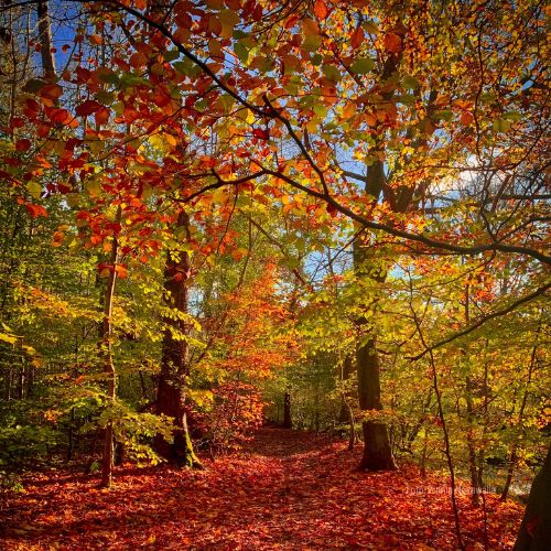 Otoño en Países Bajos