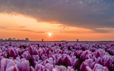 Países Bajos – Para admirarlo hay que poder entenderlo.