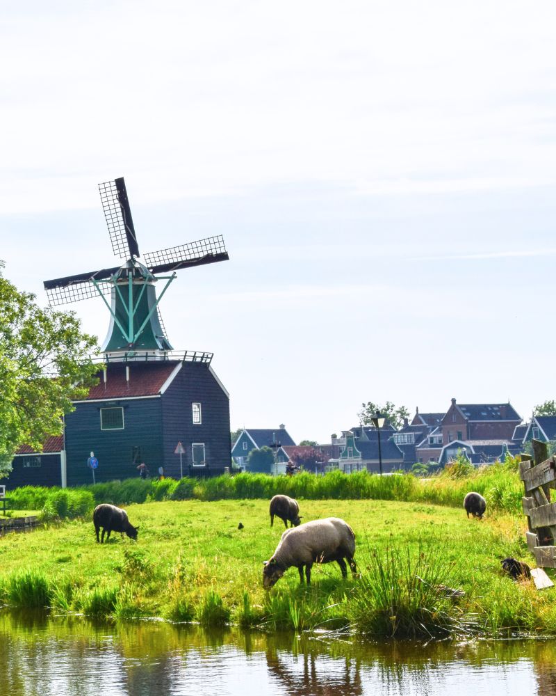 Tour molinos de Amsterdam